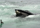 CapeCodb (13)  Cape Cod whale